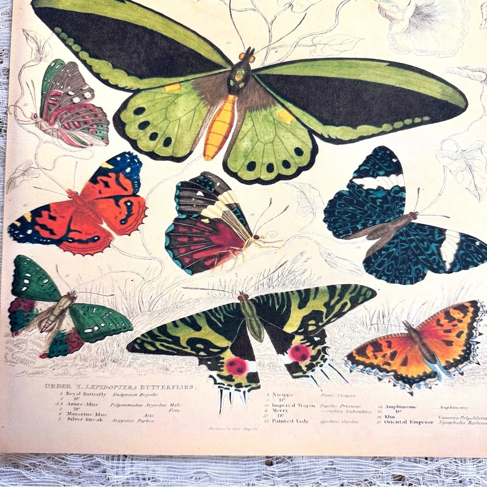 Vintage Biodiversity Butterfly Moth Chart 8x10 Print - Picture 3 of 8